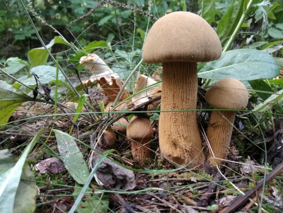 Гриб подореховик