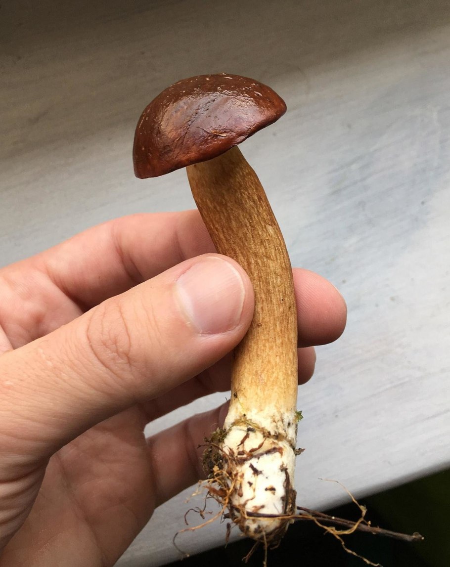 Польский гриб Imleria Badia