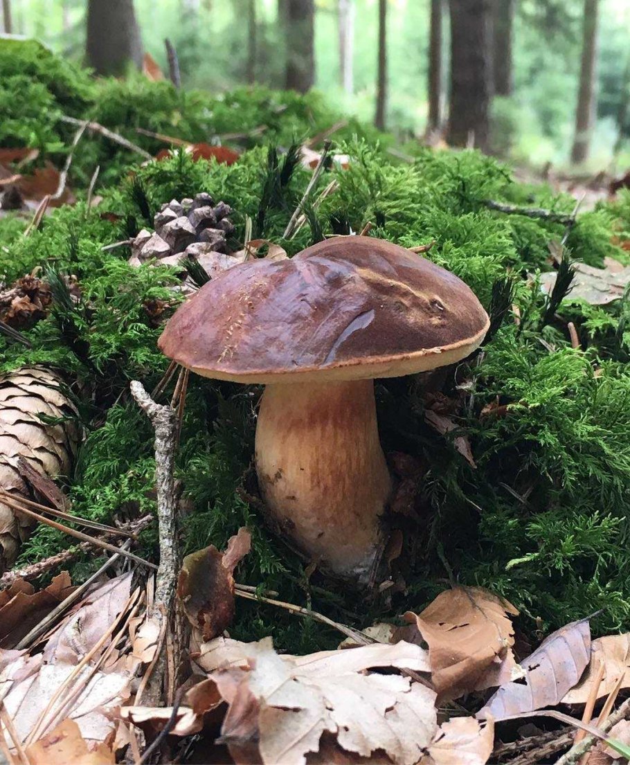 Моховик польский гриб