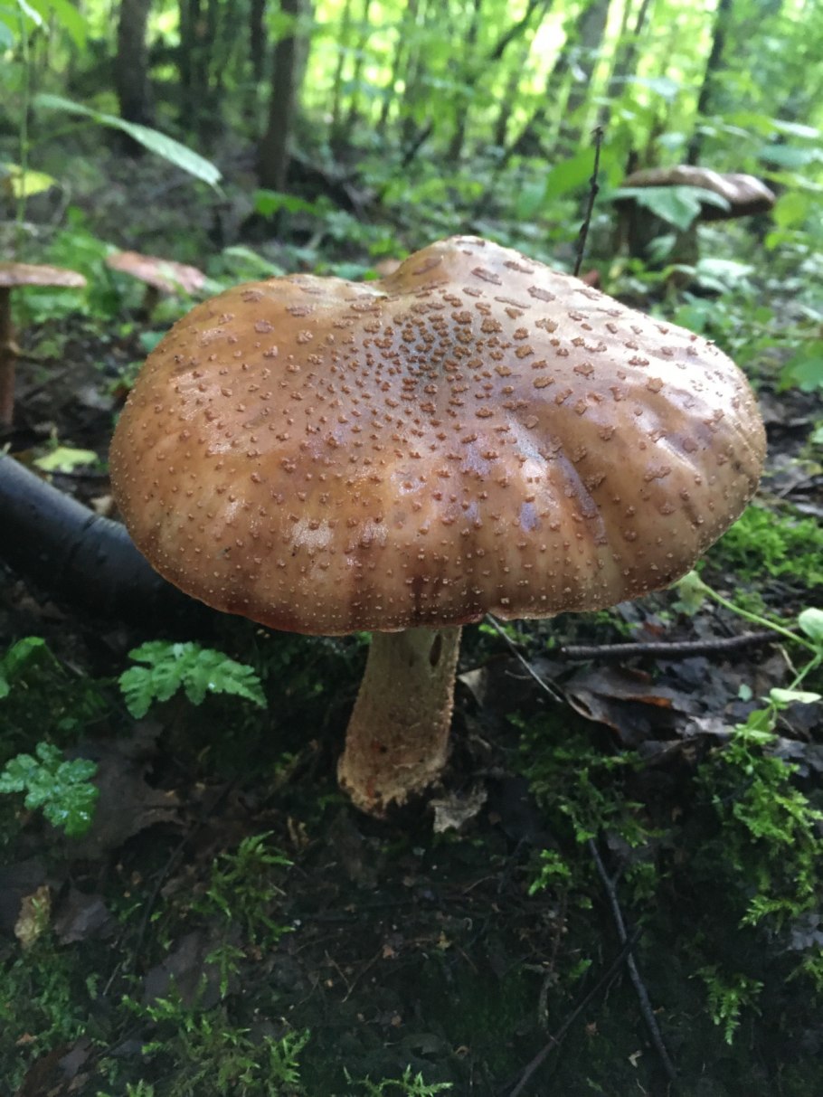 Гриб подореховик