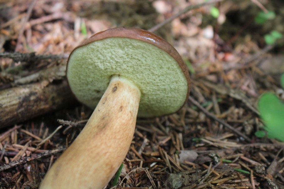 Польский гриб Imleria Badia