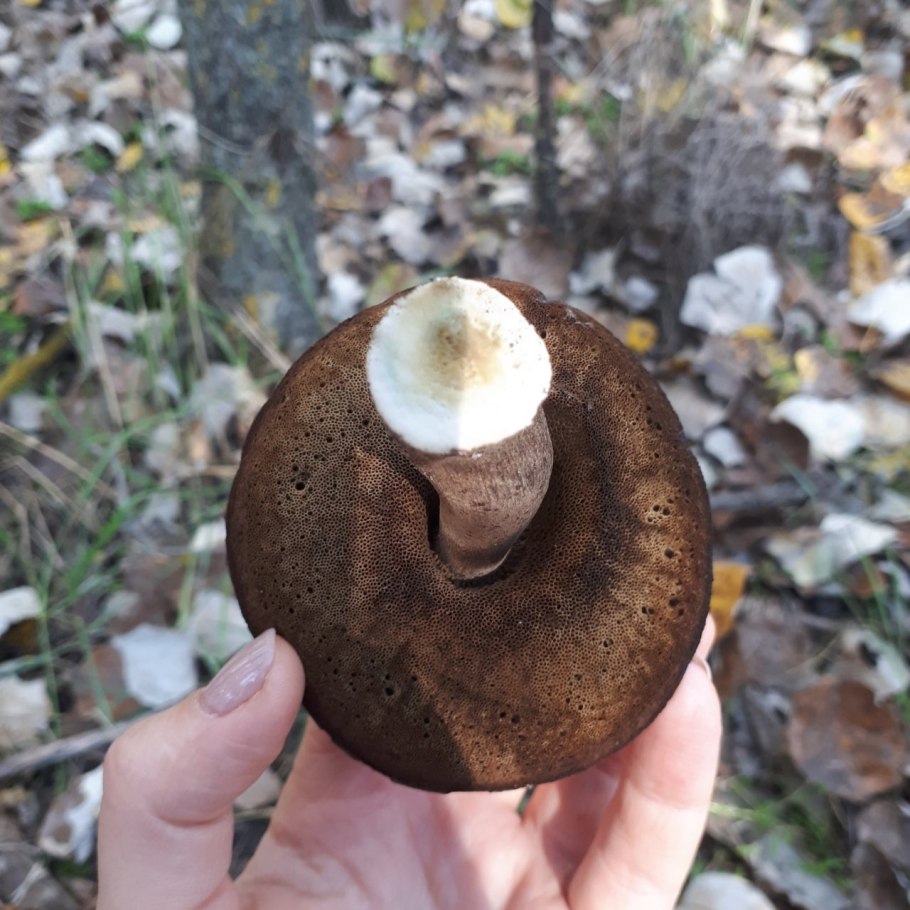 Гриб обабки срез