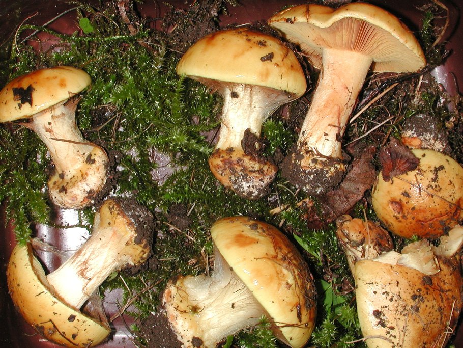 Грибы паутинник Королевский