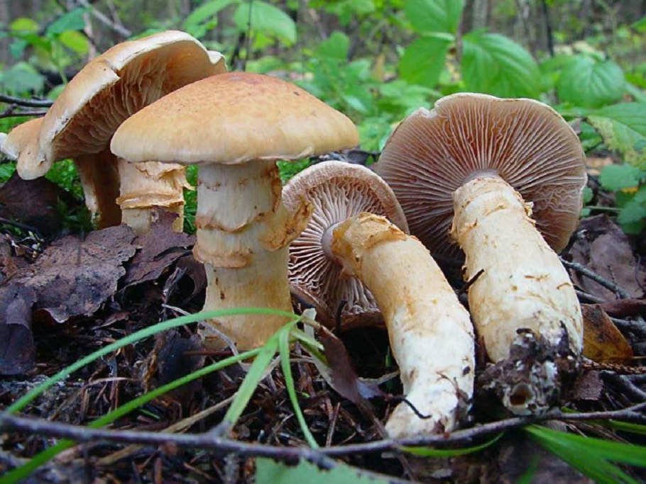 Паутинник Триумфальный - Cortinarius Triumphans