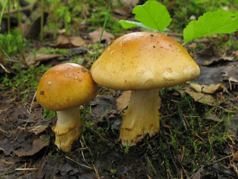 Паутинник Триумфальный - Cortinarius Triumphans