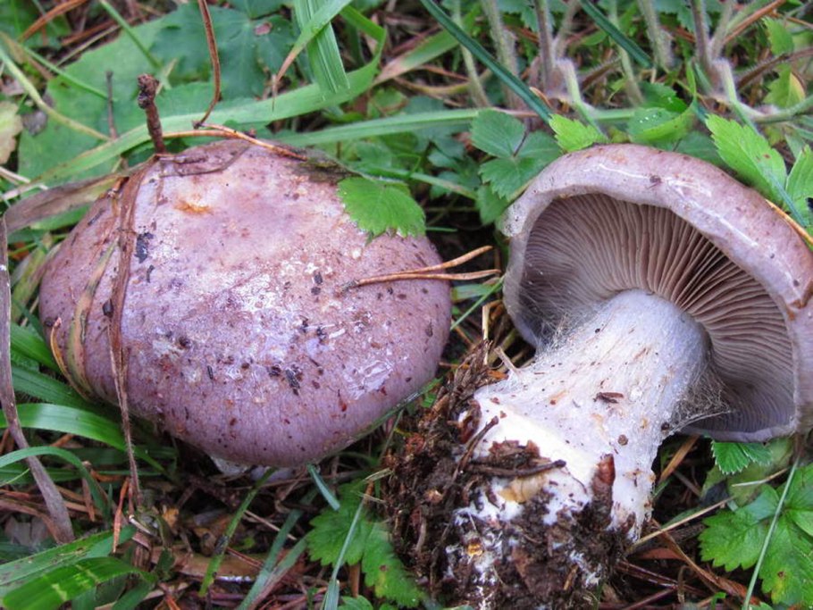 Cortinarius caerulescens