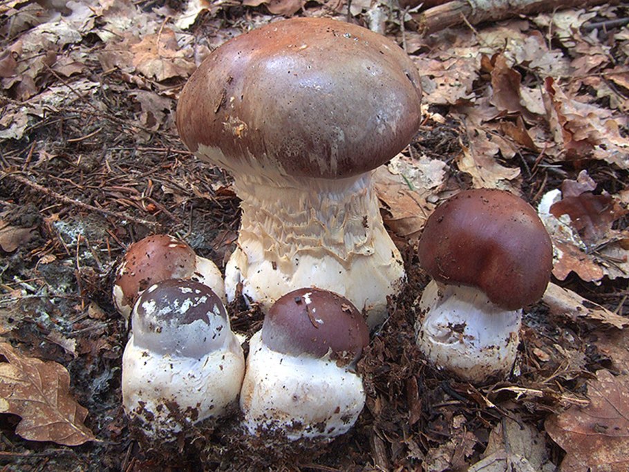 Паутинник великолепный