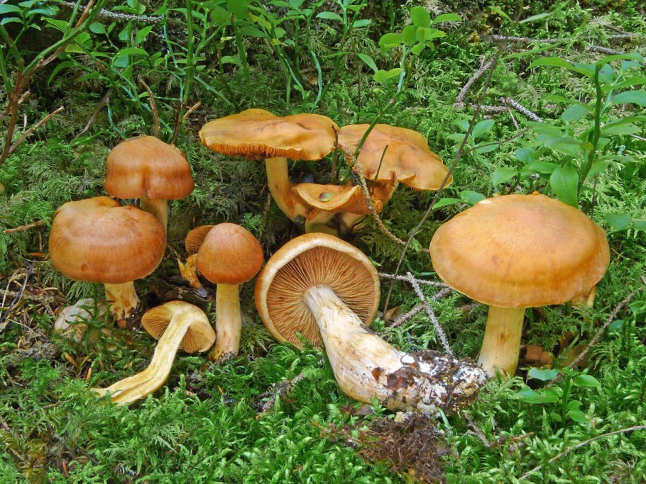 Паутинник 40 видов