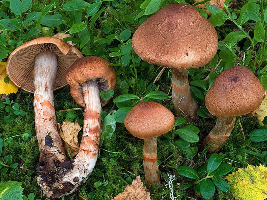 Паутинник красный браслетчатый