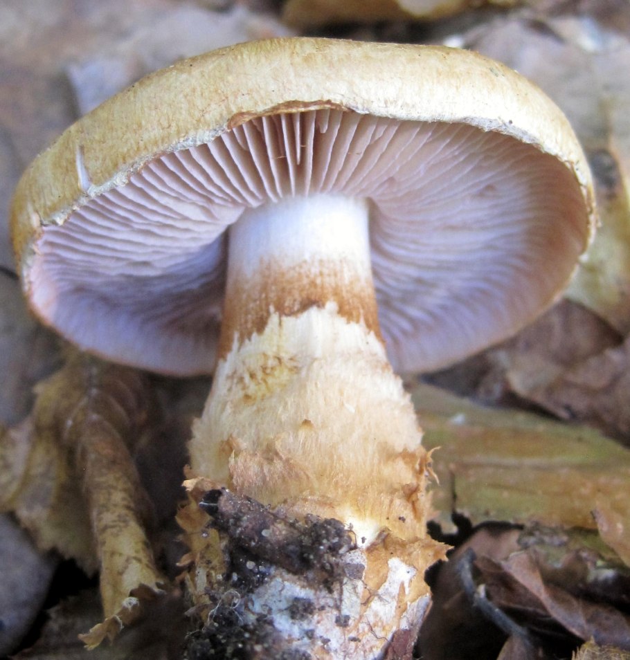 Паутинник элегантнейший