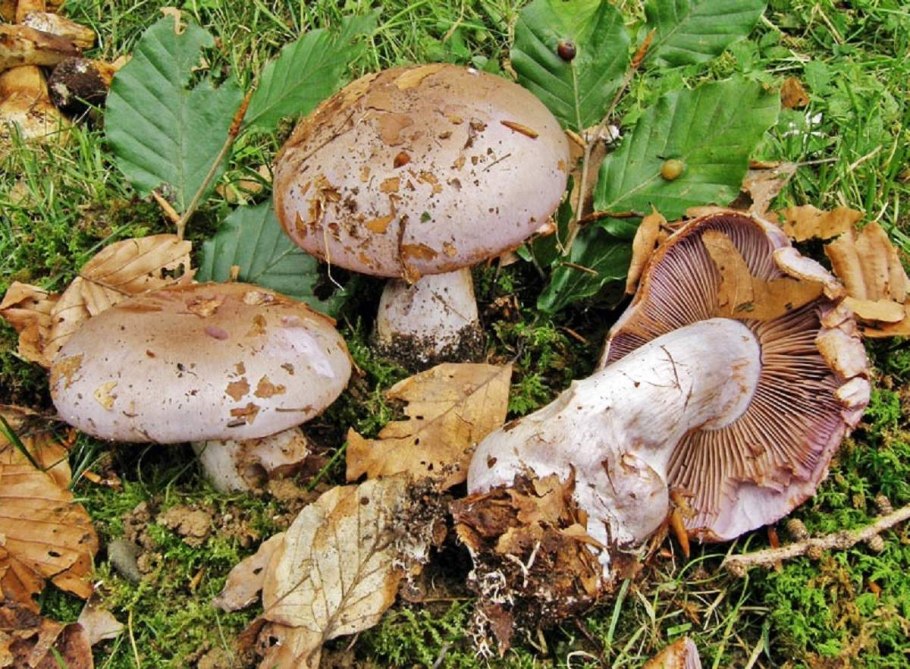 Паутинник Триумфальный - Cortinarius Triumphans