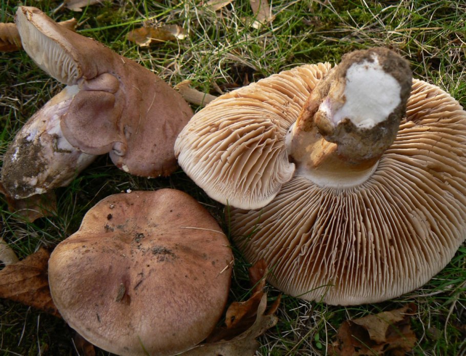 Паутинник опоясанный Cortinarius balteatus