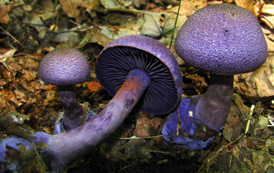 Паутинник элегантнейший