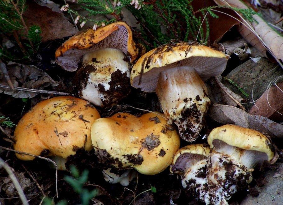 Паутинник синенохковый