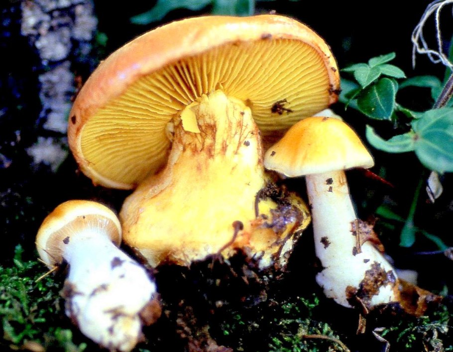 Паутинник блестящий