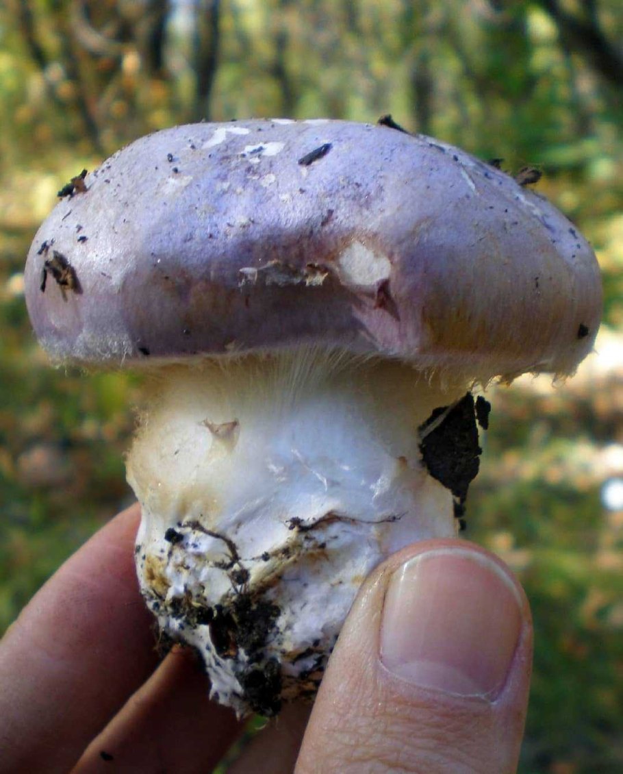 Грибы паутинник Королевский
