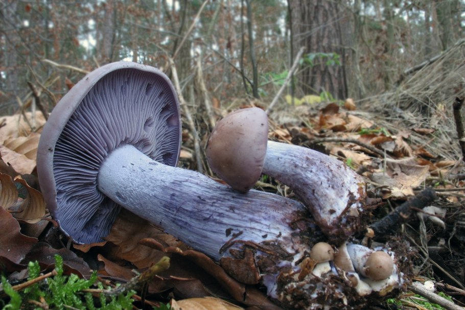 Рядовка леписта