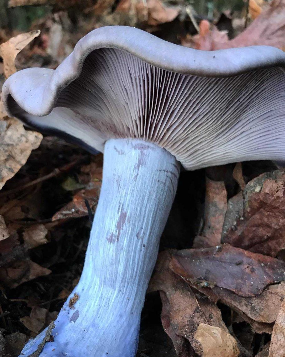 Рядовка лиловая