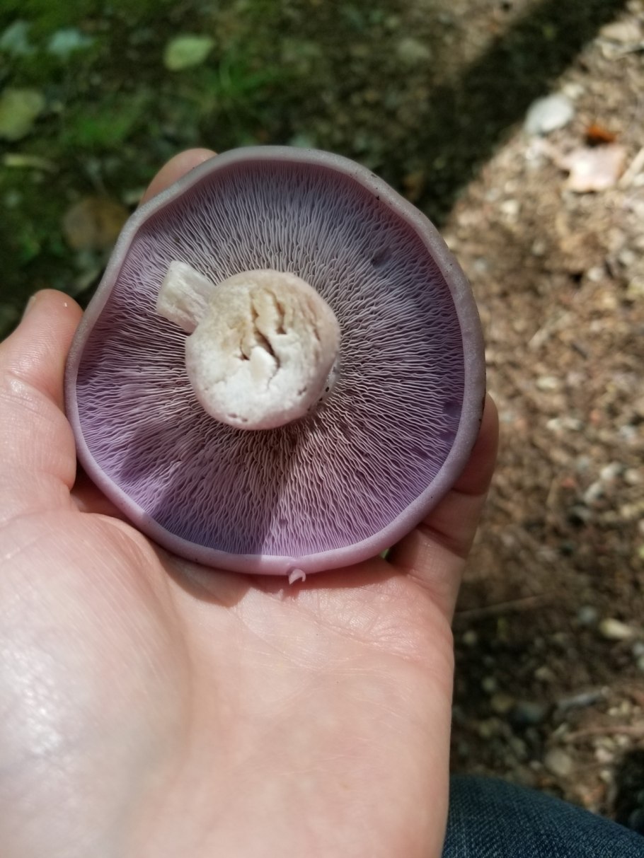 Гриб рядовка фиолетовая