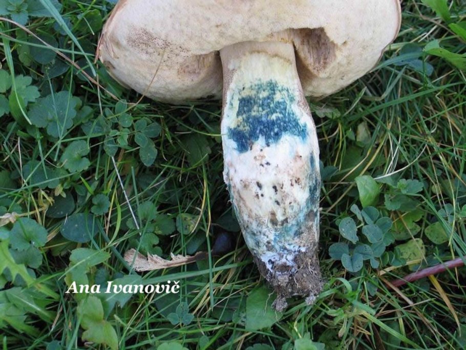 Подберезовик синеющий Leccinum cyaneobasileucum