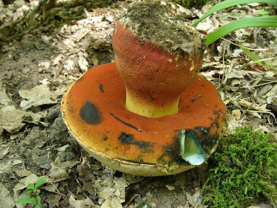 Подберезовик синеющий Leccinum cyaneobasileucum