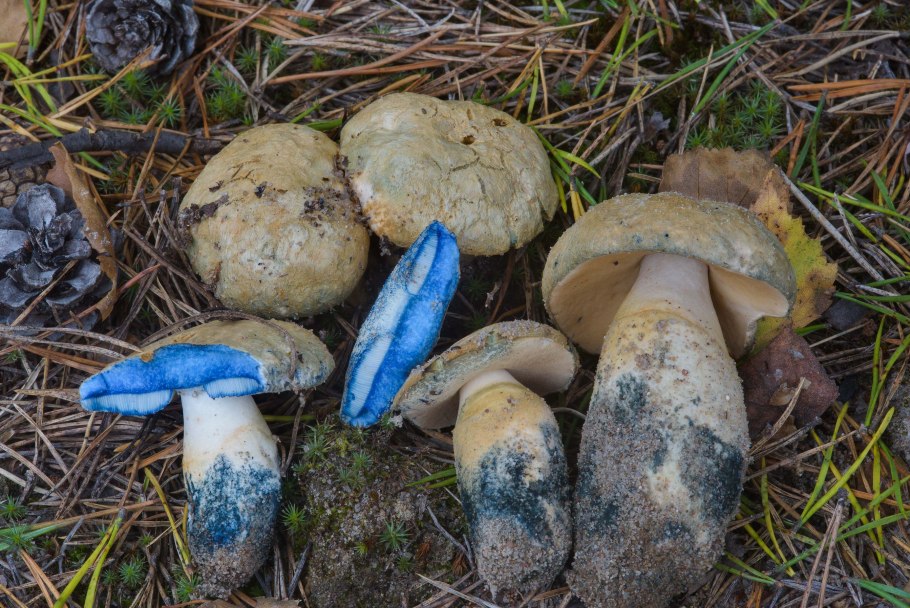 Гиропорус синеющий (Gyroporus cyanescens)