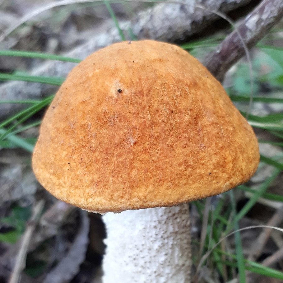 Подосиновик белоножковый Leccinum albostipitatum
