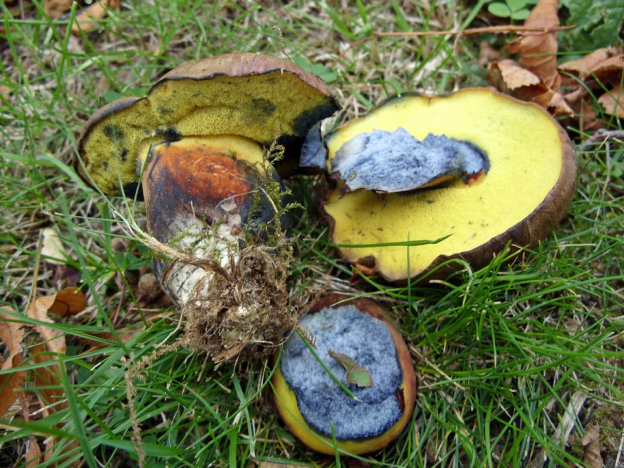 Подосиновик красный (Leccinum aurantiacum)