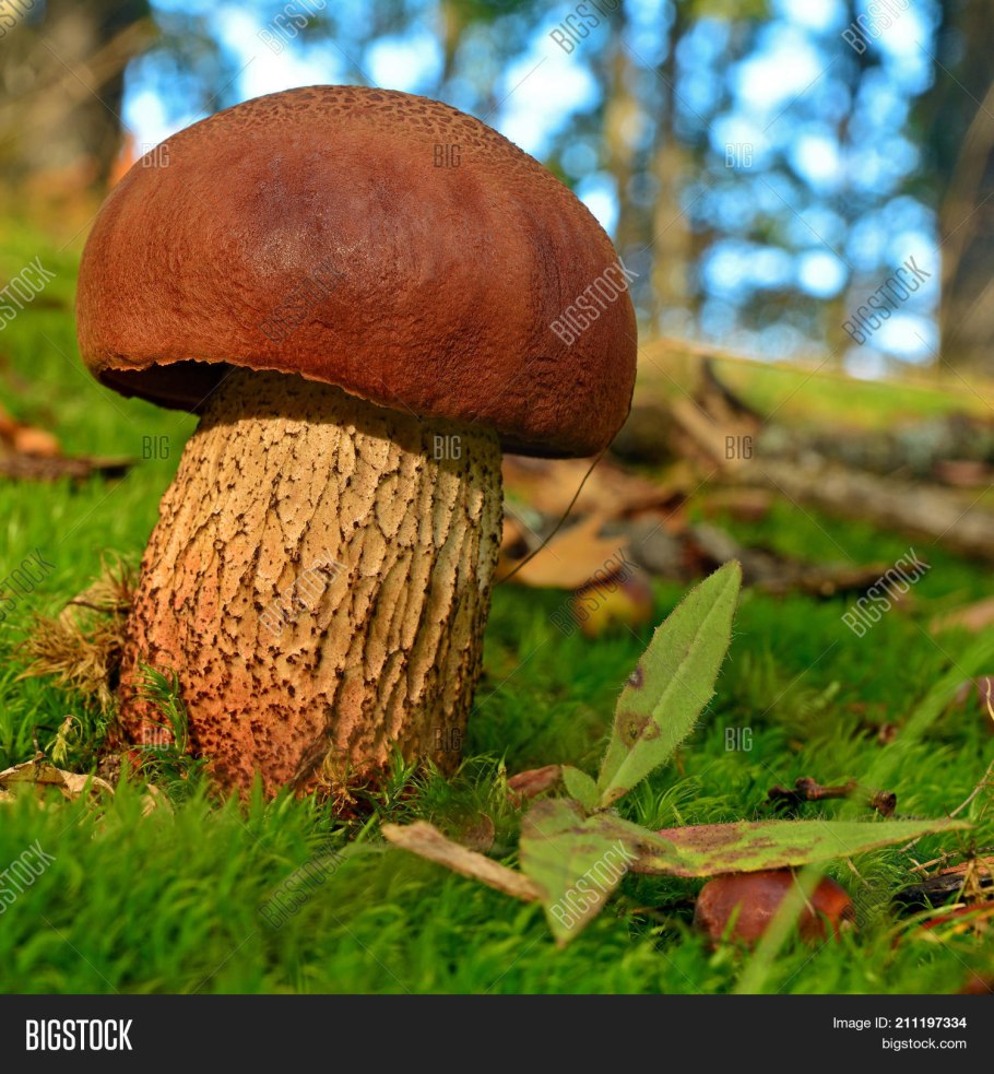 Дубовик и польский гриб