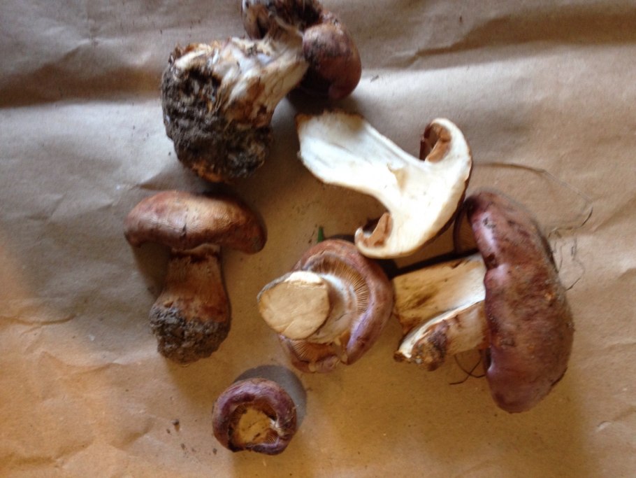 Паутинник голубовато-опоясанный Cortinarius balteatocumatilis