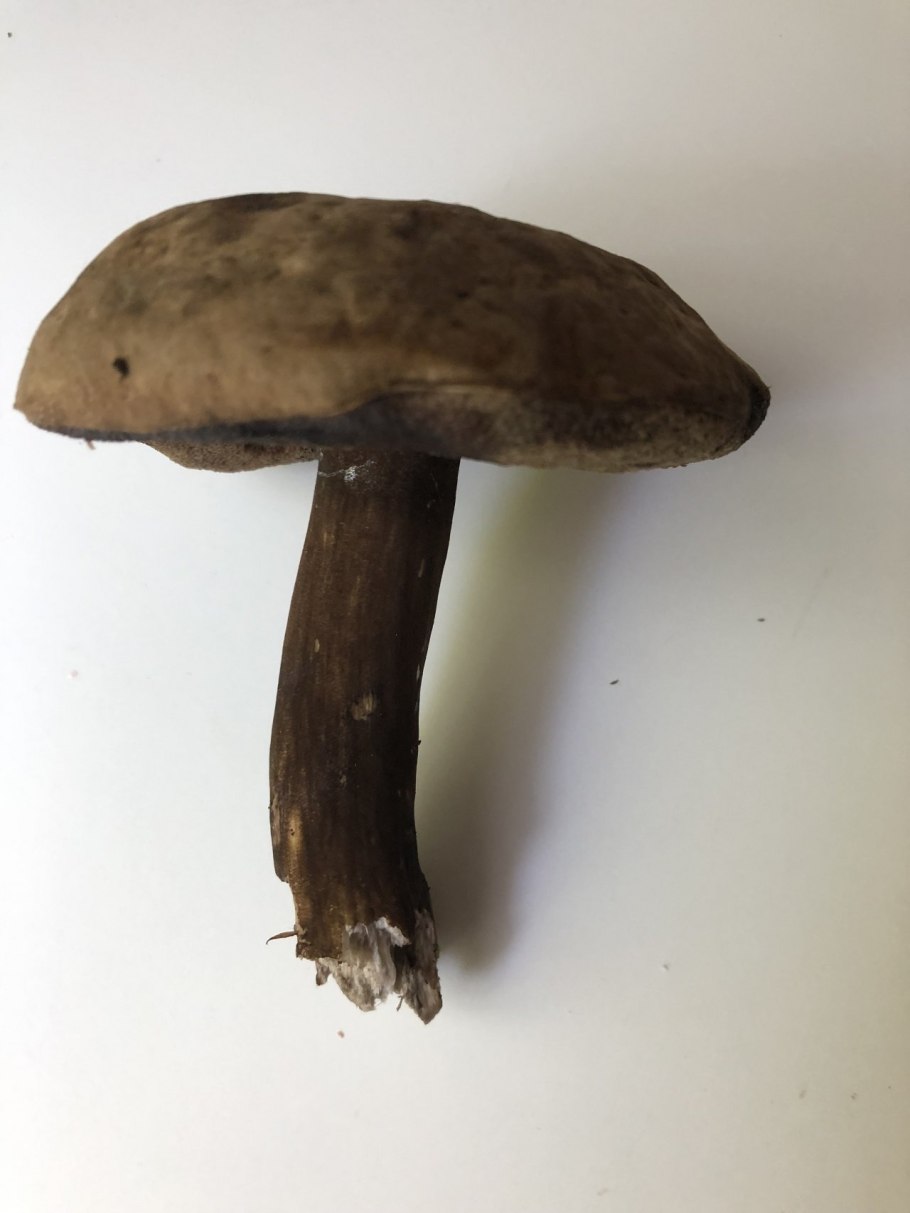 Порфировик гриб