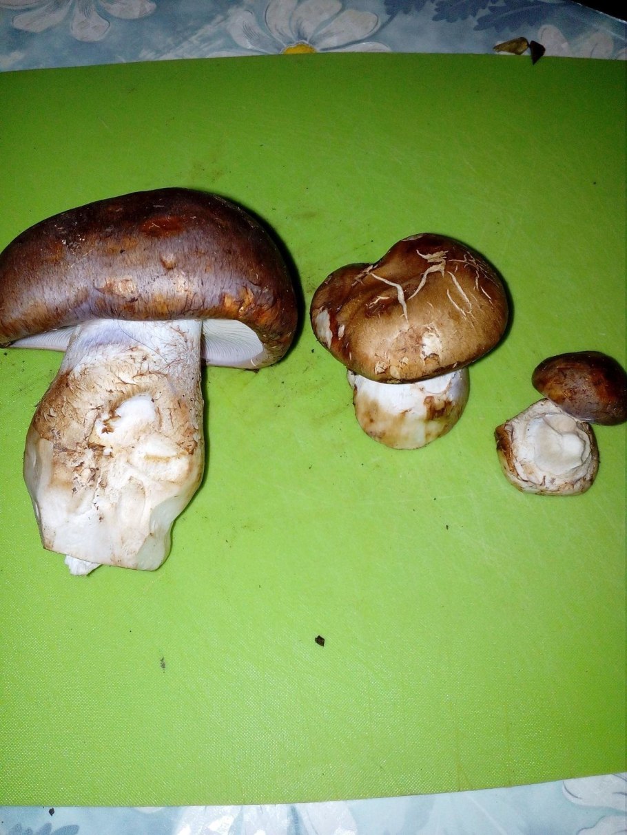 Гриб на толстой ножке с коричневой шляпкой пластинчатый