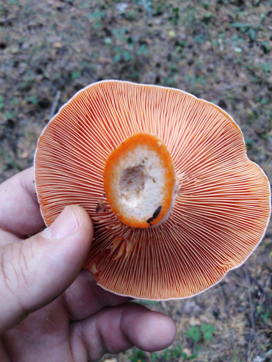 Рыжик настоящий Lactarius deliciosus
