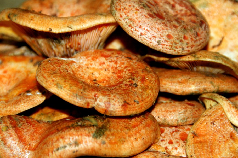 Грибы рыжики в Сибири