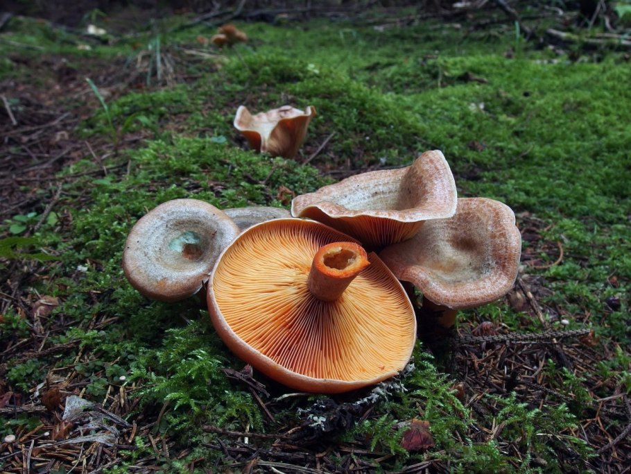 Рыжик Сосновый/Боровой (Lactarius deliciosus);