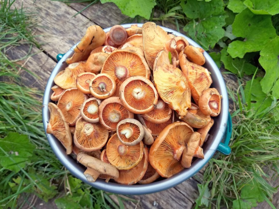 Эколес рыжики