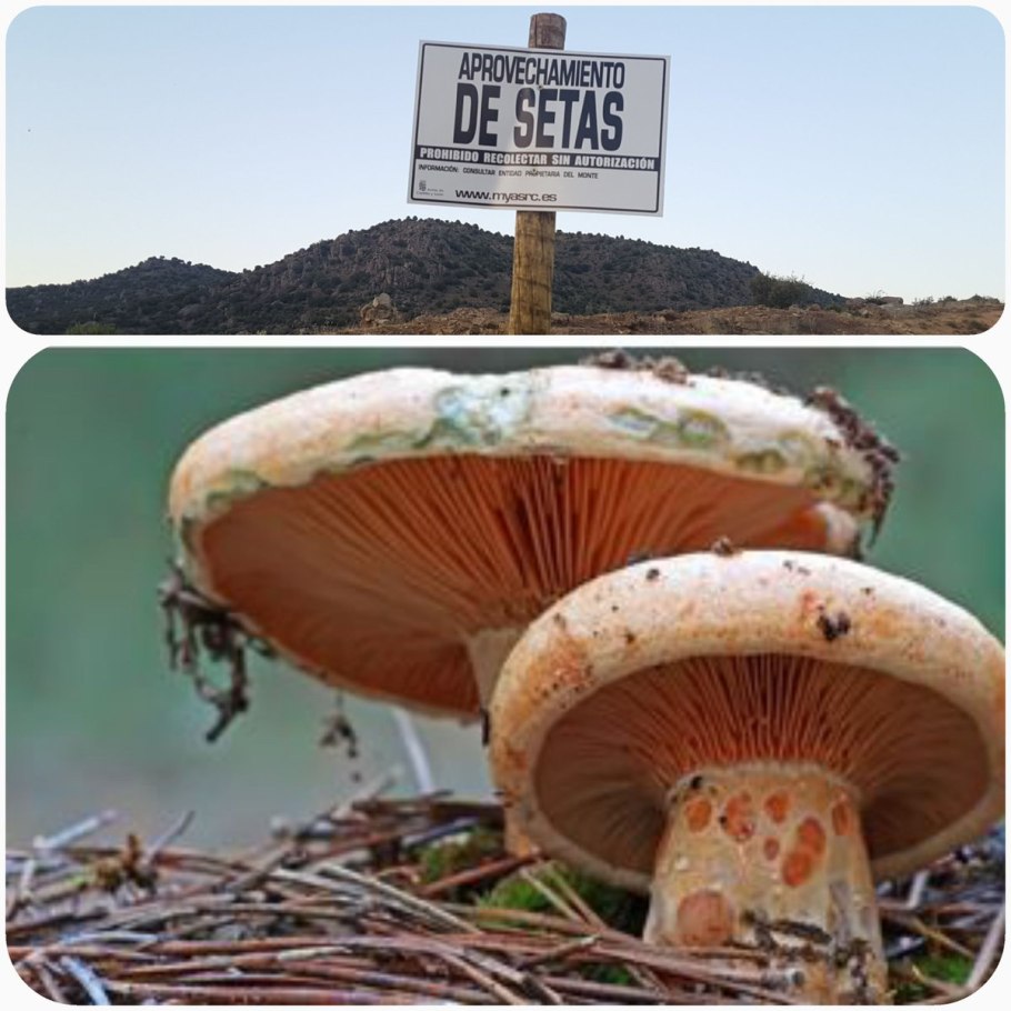 Lactarius sanguifluus
