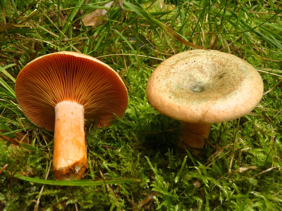 Рыжик Сосновый/Боровой (Lactarius deliciosus);