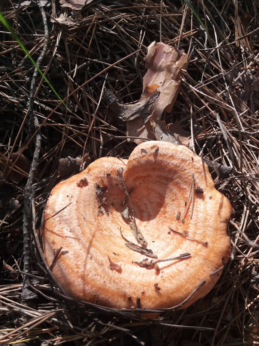 Рыжик еловый (Lactarius deterrimus)