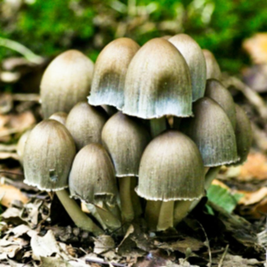 Навозник копринус