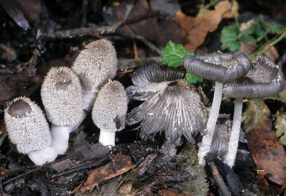 Навозник волосистоногий (Coprinopsis lagopus)