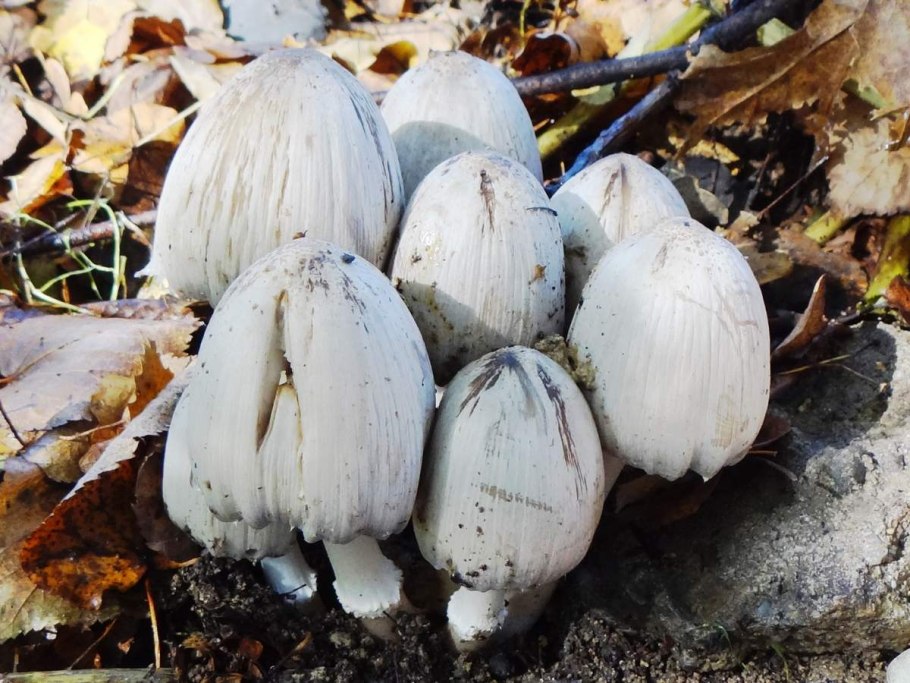 Гриб навозник серый