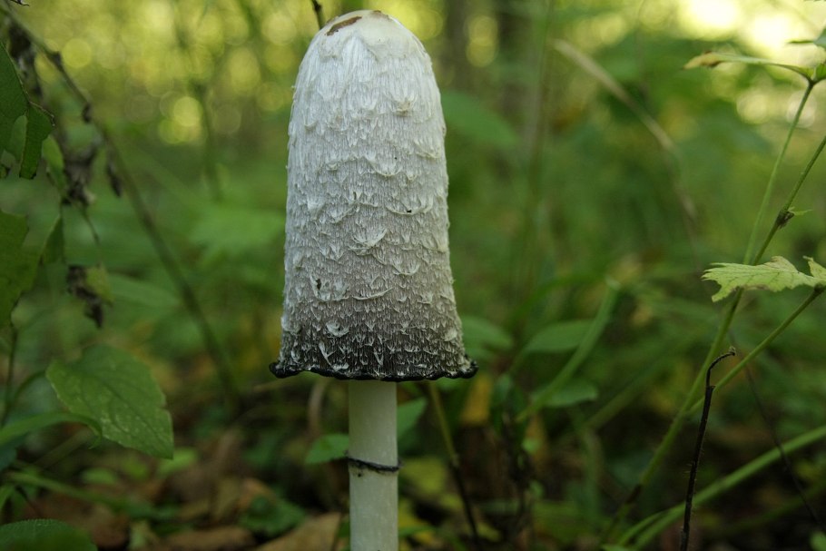 Навозник белый Coprinus comatus