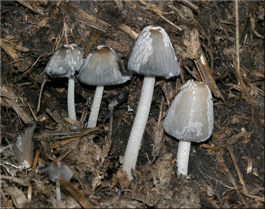 Навозник обыкновенный (Coprinopsis cinerea)