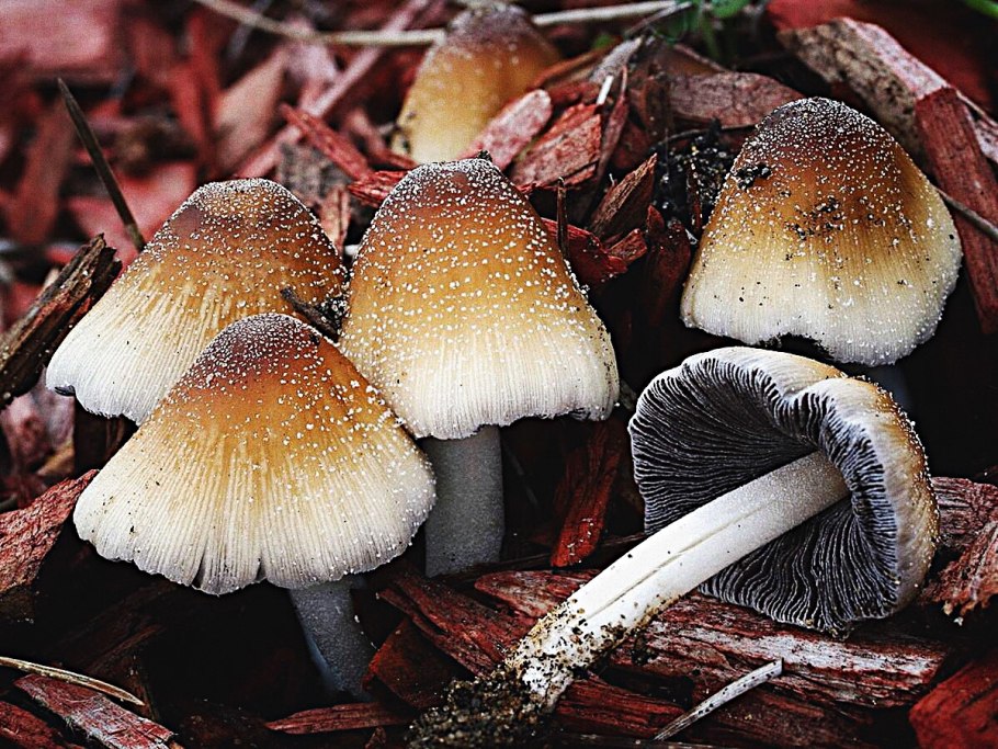 Гриб навозник мерцающий