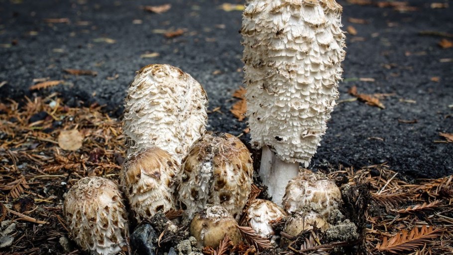 Навозник серый гриб от алкоголизма