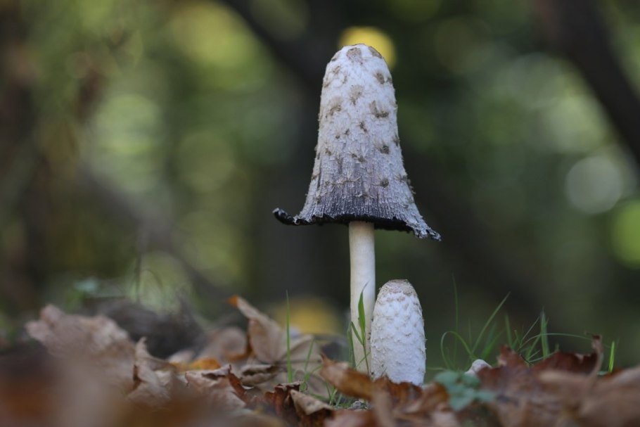 Навозник белый Coprinus comatus