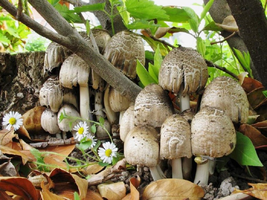 Навозник серый Coprinus atramentarius
