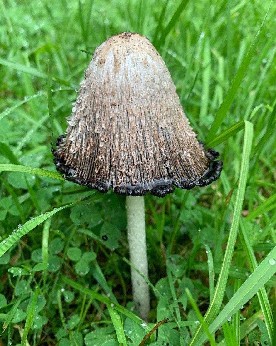 Навозник обыкновенный гриб