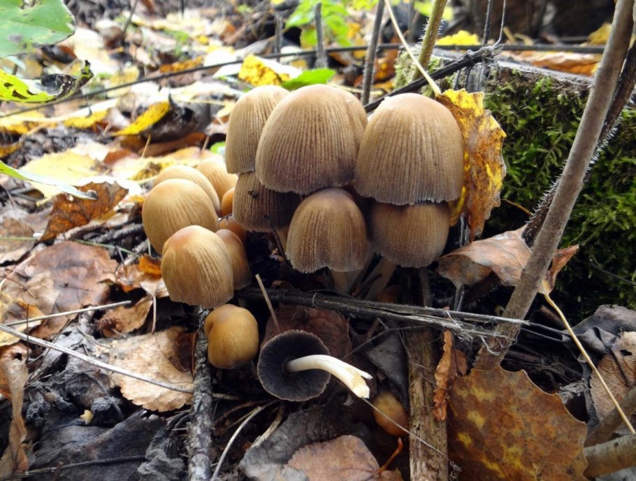 Гриб навозник мерцающий